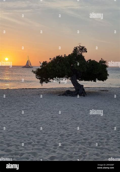 Sunset At Eagle Beach Aruba Divi Dive Trees On The Shoreline Of Eagle