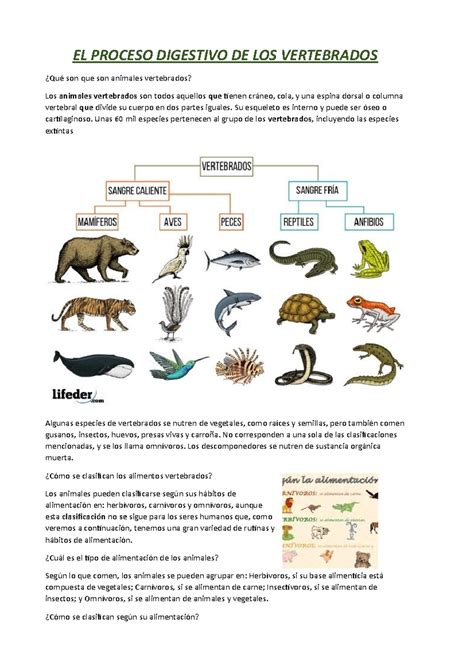EL Proceso Digestivo DE LOS Vertebrados - EL PROCESO DIGESTIVO DE LOS