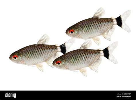 12 African Red Eyed Tetra Lairigpaulos