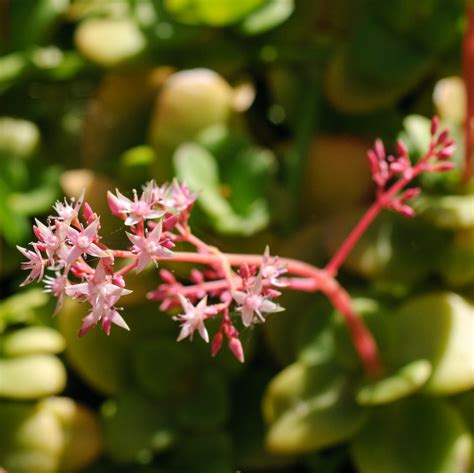 Crassula multicava De un jardín asalvajado lagh41 Flickr