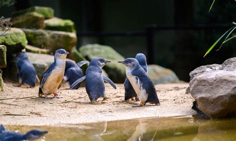 APOD members get a great deal with Featherdale Sydney Wildlife Park