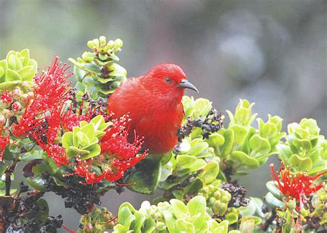 Biden Administration Invests 16m In Hawaiian Honeycreeper Conservation