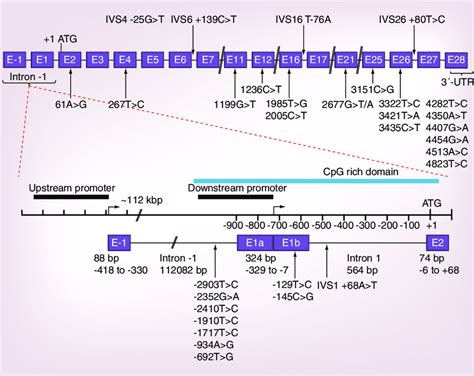 Locations Of Snps Within The Exons Introns And Utr Flanking