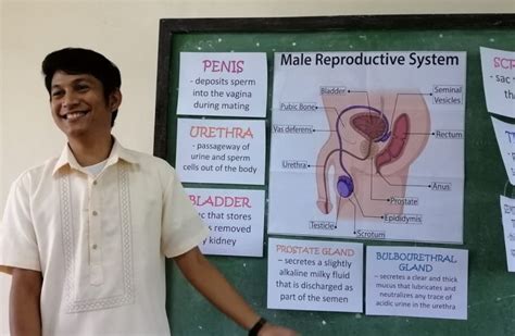 Male Reproductive System