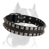 Shiny Leather Pitbull Dog 【Collar】 Unususal Design : Pitbull Breed: Dog ...