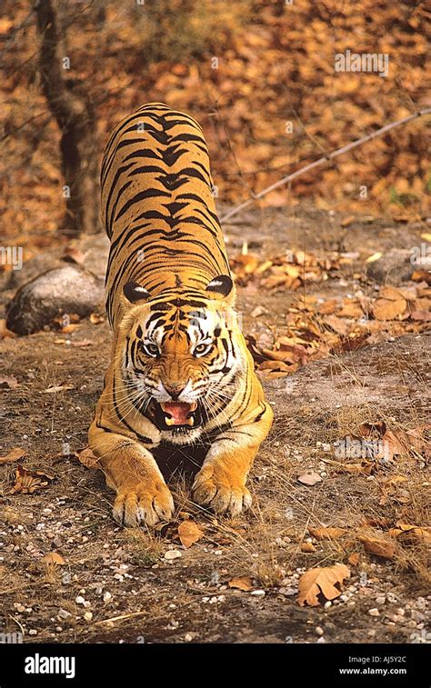 Tiger Crouching Hi Res Stock Photography And Images Alamy