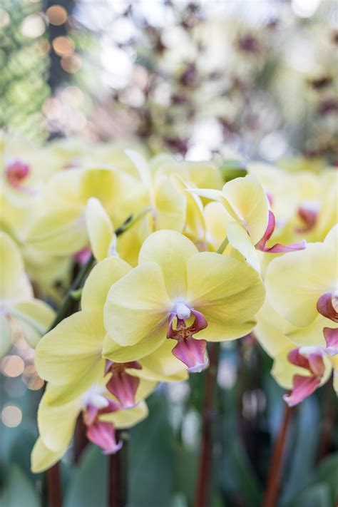 Brilliance Orchid Show Chicago Botanic Garden 2020-29 • Rose Clearfield