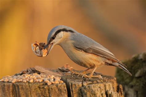 Eurasian Nuthatch Sitta Europaea Ivan Nikolaichuk Flickr