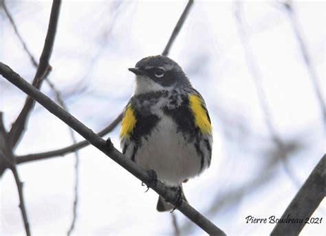 Paruline Croupion Jaune Yellow Rumped Warbler Sherbroo Flickr