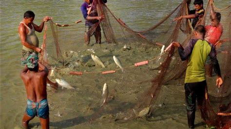 Village Fishing Lot Of Fish Hunting By Net From Pond Youtube