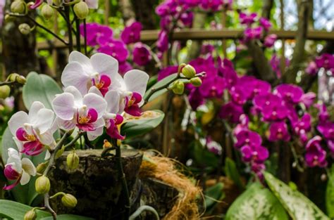 Florida Orchids How To Grow Floridas Native Orchids