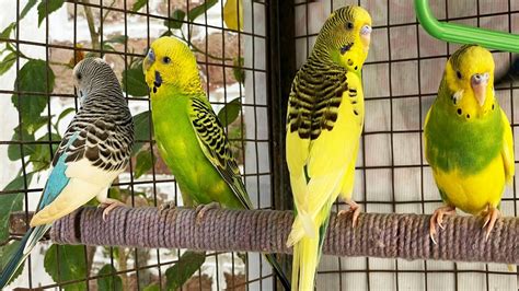 Relaxing Budgie Sounds Peaceful Chirps From A Budgie Aviary Let