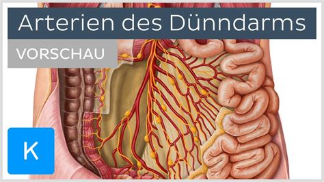 D Nndarm Arterien Und Blutversorgung Vorschau Kenhub Youtube