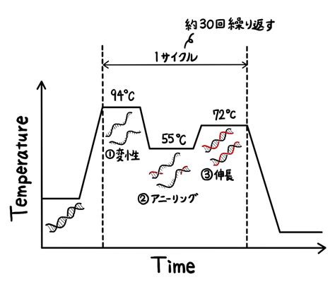 PCR法の原理をわかりやすく解説 じっくり医学講座