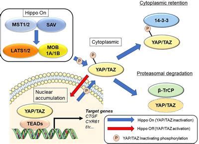 Frontiers Biological Significance Of YAP TAZ In Pancreatic Ductal