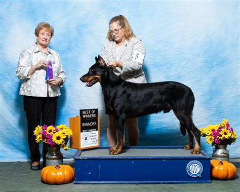 Beauceron Puppies For Sale - AKC PuppyFinder