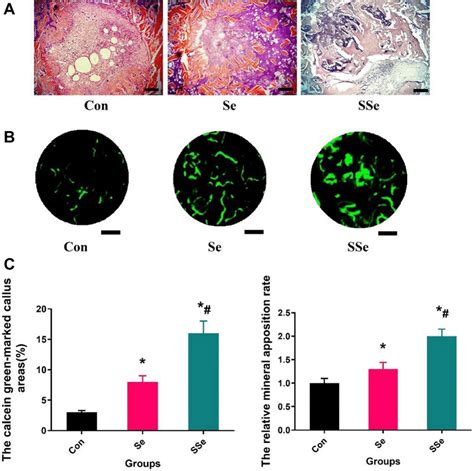 Bone Regeneration Of Defected Area By Histological A Download Scientific Diagram