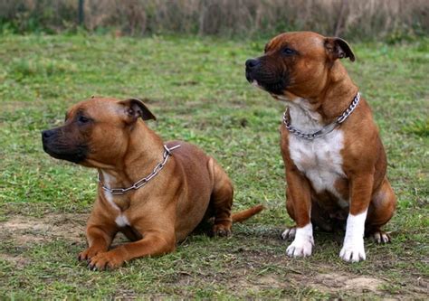 Staffordshire Bull Terriers Stock Photo By ©cynoclub 2094946