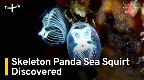 Skeleton Panda Sea Squirt Spotted Off Japanese Island Taiwanplus News