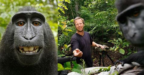 Photographer Settles 'Monkey Selfie' Copyright Lawsuit | PetaPixel