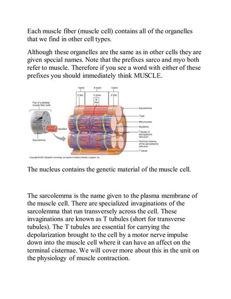 Histology of muscle | PDF