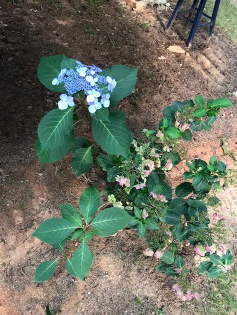 Hydrangea – Different Color Flowers | Walter Reeves: The Georgia Gardener