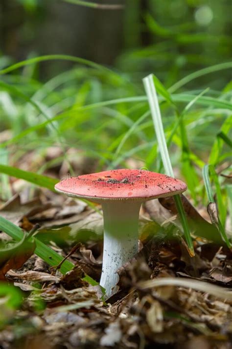 Russula Emetica Commonly Known As The Sickener Emetic Russula Or