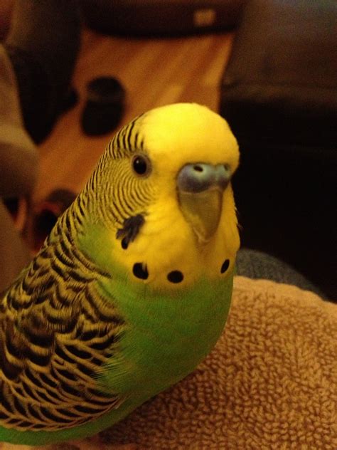 Budgies As Pets Australia - Pet Spares