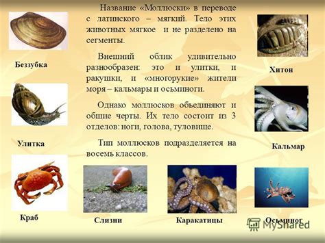Презентация на тему: "Это удивительный окружающий мир. Двухстворчатые ...
