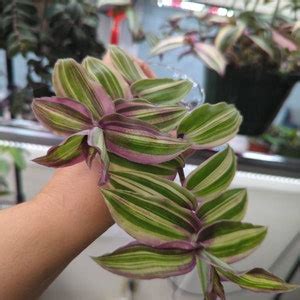 Tradescantia Blossfeldiana Aurea limelight - Etsy