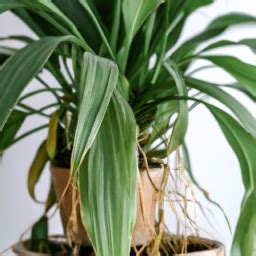 Easy Care Indoor Plant Say Goodbye To Plant Care Stress Embrace The