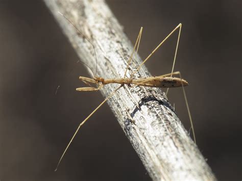 Ploiaria Putoni Reduviidae Emesinae Thread Legged Bugs Flickr