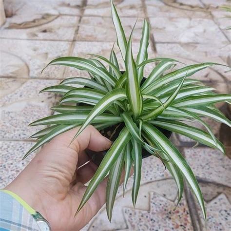 خرید و قیمت گیاه گندمی ابلق روشن سایز متوسطspiderplant ترب