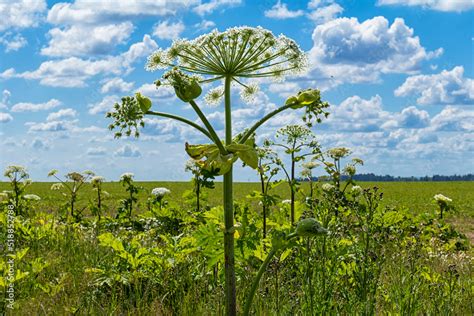 hogweed flower. Wild giant hogweed is very allergic and toxic plant ...