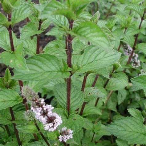 Cserepes menta fajták rendelése | Florapont