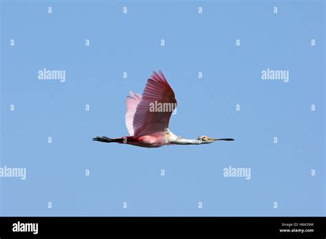 Roseate Spoonbill Platalea Ajaja Flying Pantanal Brazil Stock Photo