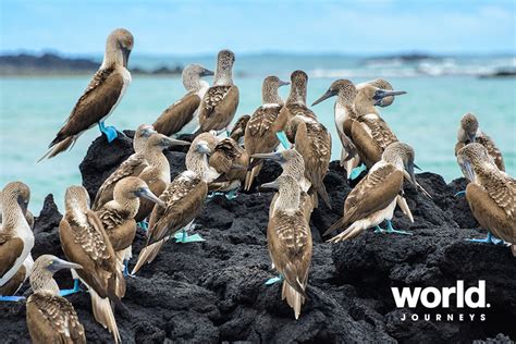 Galapagos Island Hopping World Journeys New Zealand