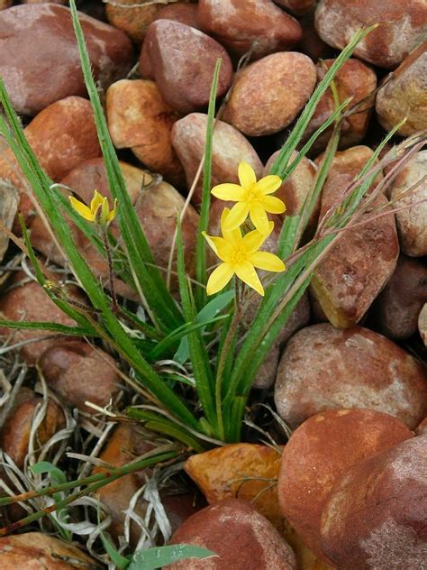 Woolly Stargrass From Greyton Loerkop South Africa On March