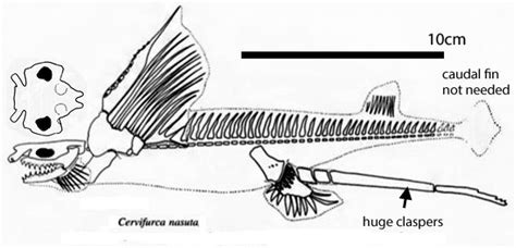 Belantsea Deltoptychius Delphyodontos Obruchevodus Cervifurca