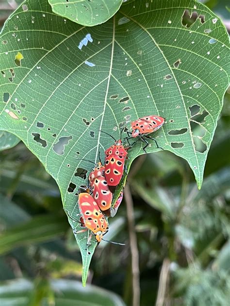 Ocellated Shield Bug In September By Nakatada Wachi Inaturalist