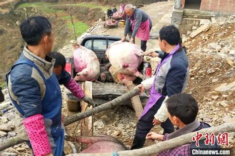 四川通江一养猪场烧煤取暖 99头生猪中毒死亡 每日头条