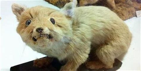 Fail Taxidermy Gallery Ebaums World