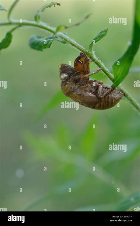 Dried Out Cicada Skin Stock Photo Alamy