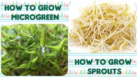 How To Grow Microgreen And Long Sprouts Microgreen Without Soil Moong