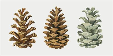 Premium Vector Pinecone Varieties Botanical Illustration White Background