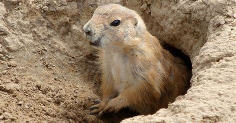 Did you know that groundhogs can dig burrows up to 45ft in length and ...