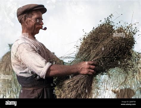 Flax Working Hi Res Stock Photography And Images Alamy