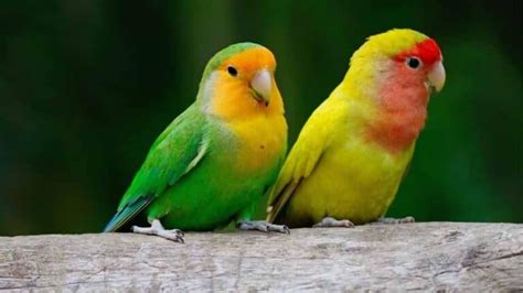 Best Birds For Beginners 11 Best Pet Birds For Beginners Birdsacademy