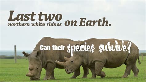 Live Will The Northern White Rhino Survive Extinction 探访地球上最后两只北方白犀牛