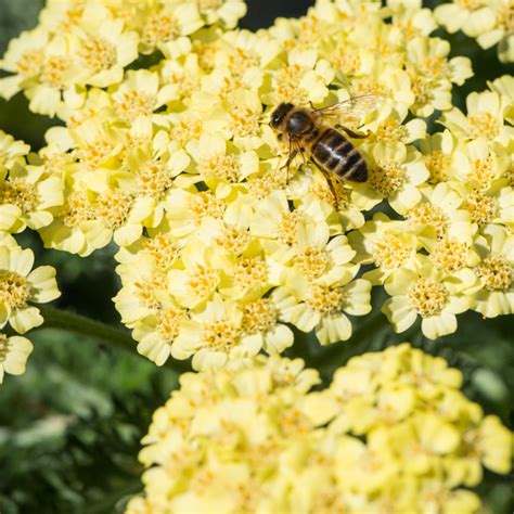 Szkółka Bylin Dobrepole Achillea millefolium Desert Eve Light Yellow